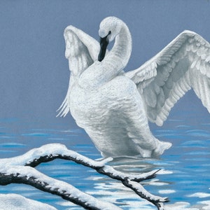 Swan Art Print (Proceeds donated to wildlife conservation)