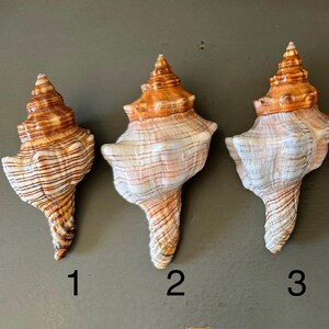 Striped Fox Conch Shell Beach Nautical Home Decor Coastal Display