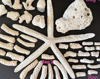 Assorted Coral Pieces from Sanibel Island Florida Natural White Beach Coral Mixed Bag Options Craft & Decor