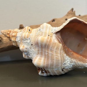 May include: A large, spiraled conch shell with a textured, cream and tan exterior featuring white calcified deposits. The interior of the shell is smooth, displaying a warm, polished peach and light brown gradient with subtle darker spots.