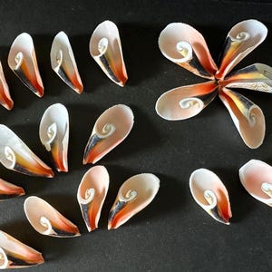 May include: An assortment of seashells with a spiral design, arranged on a dark surface. The shells feature a color gradient from white to orange and black. One arrangement forms a flower-like shape.