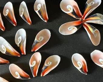 10 Lilly Cut Flower Swirl Shell Strawberry Strombus Seashells Cut Flower Craft Shells