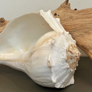 May include: A large, off-white conch shell with a smooth, glossy interior and a textured, spiraled exterior featuring light brown and tan markings near the apex, positioned in front of a piece of weathered, light brown driftwood.