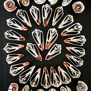 Center Sliced & Spiral Tops Strawberry Strombus Shells 36 Pieces Shell Craft Pack Strawberry Strombus Cut Shells