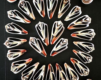 Center Sliced & Spiral Tops Strawberry Strombus Shells 36 Pieces Shell Craft Pack Strawberry Strombus Cut Shells