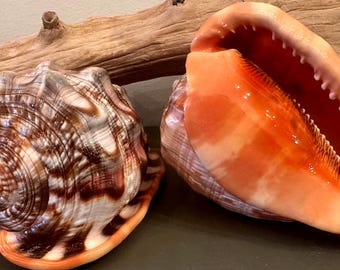 5.5" Red Mouth Cameo Bull Helmet Shell Beautiful Coastal Display Seashell