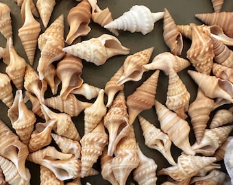 Turricula Javana Shells - Beach Decor, Craft Supplies Small Seashells