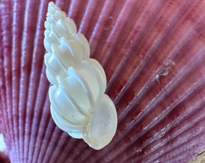 Wentletrap Seashell Rare Sanibel Island Florida Shell Florida Beach ...