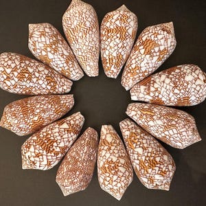 Conus Textile Shell Cloth of Gold Cone, Coastal Decor (2.5"-3" Inches)