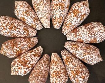 2 Conus Textile Shell Cloth of Gold Cone, Coastal Decor (2”-2.5Inches)