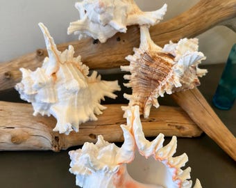 Murex Ramosus Seashell Large Murex Spiky Conch Shell 6"  Coastal Decor Display Seashells
