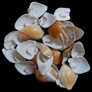 May include: A collection of assorted seashells featuring a mix of smooth, white, open bivalve shells and several glossy, tan-colored cone-shaped shells arranged in a dense cluster against a solid black background.