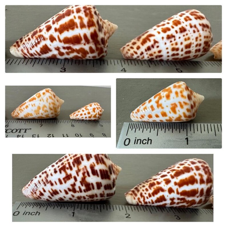 Cone Shell Pattern Names Alphabet Cone Shells 5 Cones Dark Chocolate Caramel and Yellow Cones ...
