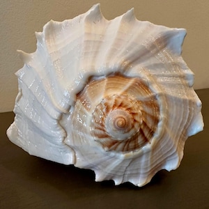 Florida Lighting Whelk Sea Shell Beautiful Large Sanibel Island Florida Shell