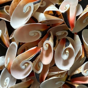 May include: A collection of numerous spiral-shaped seashells featuring smooth, pale pink interiors and outer edges marked with distinct bands of dark brown, black, and vibrant orange coloration, arranged in a dense, overlapping cluster.