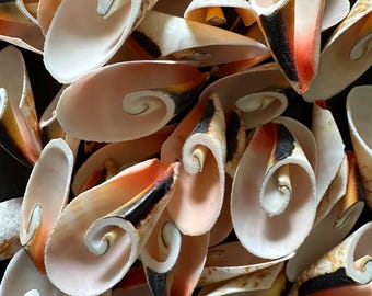 10 Lilly Cut Flower Swirl Shell Strawberry Strombus Seashells Cut Flower Craft Shells