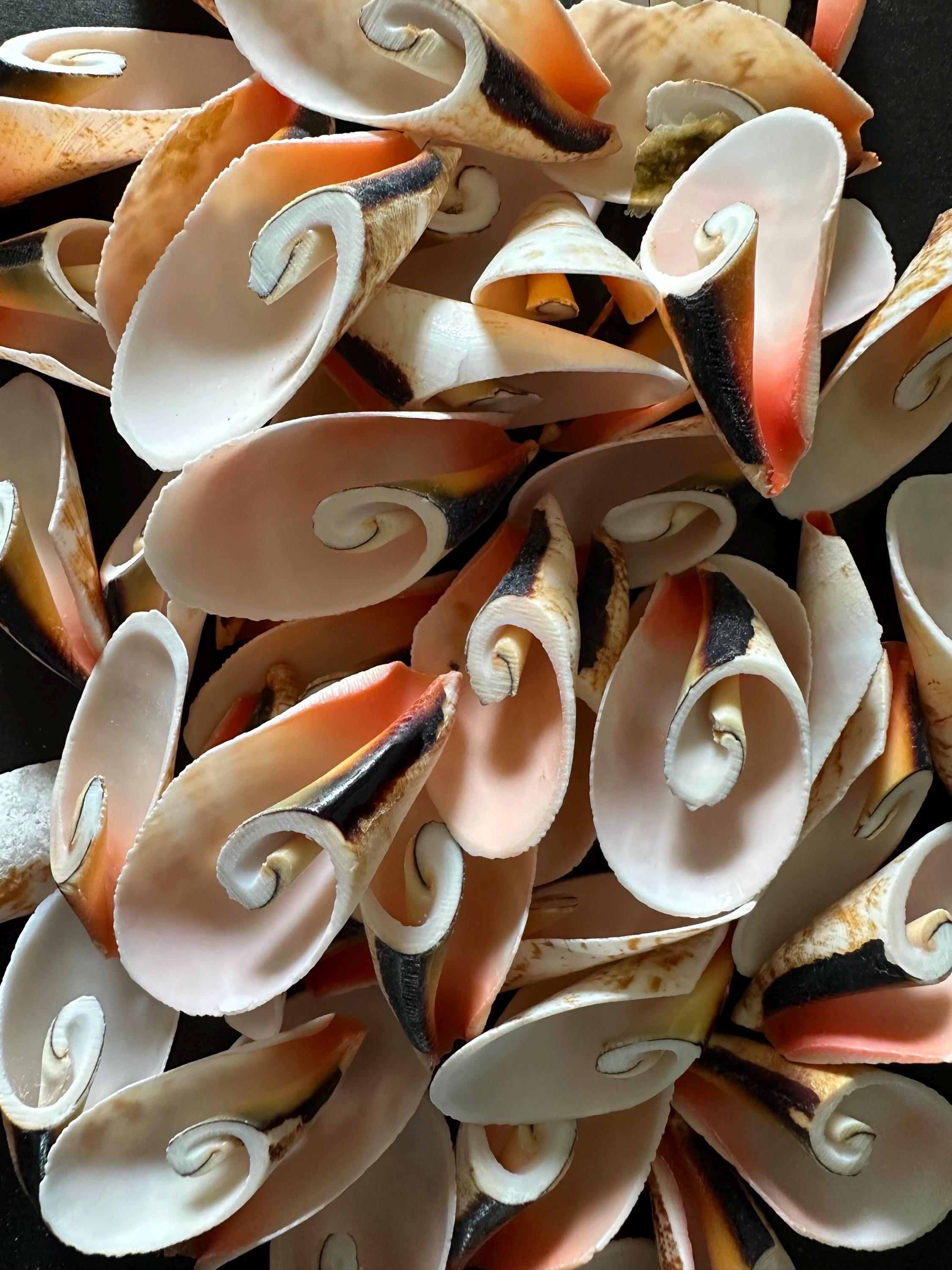 10 Lilly Cut Flower Swirl Shell Strawberry Strombus Seashells Cut ...