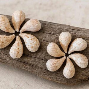 May include: Ten small, light beige sea shells with subtle brown speckles and fine ridges, arranged in two flower-like circular patterns on a piece of weathered, dark brown driftwood with a rough, textured surface and visible wood grain.