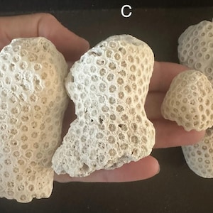 May include: A collection of off-white, porous coral fragments featuring a distinct honeycomb-like pattern of small, circular indentations across their surfaces. The pieces vary in size and irregular shape, displaying a rough, calcified texture.
