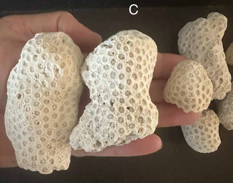 May include: A collection of off-white, porous coral fragments featuring a distinct honeycomb-like pattern of small, circular indentations across their surfaces. The pieces vary in size and irregular shape, displaying a rough, calcified texture.