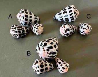 Hebrew Cone Seashell Black & White Shells Assorted Sets
