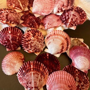 May include: A collection of scallop shells in various shades of red and pink. The shells have a fan-like ribbed texture and are arranged in a close-up view, showcasing their natural beauty. The shells are a mix of light and dark hues.