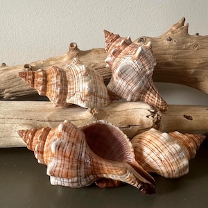 May include: Four large, intricately patterned seashells in shades of brown, tan, and white are arranged on a dark surface. The shells have a spiral shape and are of varying sizes. A piece of driftwood is in the background.