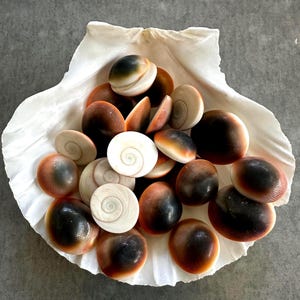 May include: A collection of polished seashells in shades of brown, black, and white, nestled inside a large, white seashell. The shells have a smooth, glossy finish and a spiral pattern on the interior. The arrangement is on a gray surface.