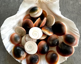 Red Cats Eye Shells, 10 Shiva Shells Craft Seashells