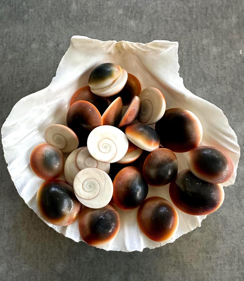 Red Cats Eye Shells, 10 Shiva Shells Craft Seashells - Etsy