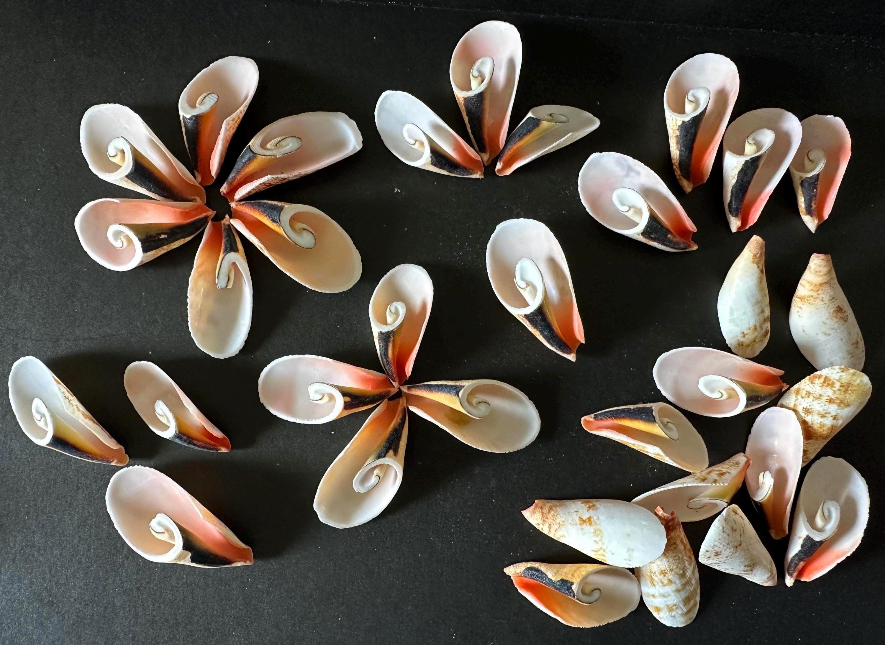Flower Shell Pattern 10 Lilly Cut Flower Swirl Shell Strawberry Strombus Seashells Cut ...