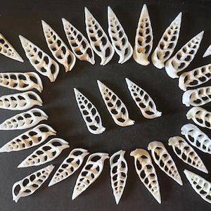 May include: A collection of white, elongated auger seashells arranged in a circular pattern. Each shell is sliced lengthwise to reveal the intricate, hollow, spiral chambered structure inside, showcasing a delicate, open-work, lattice-like design.