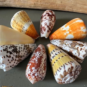 Cone Seashells Large Conus Seashell Assorted Varieties Available 2.5”+ Inches Seashell Coastal Decor