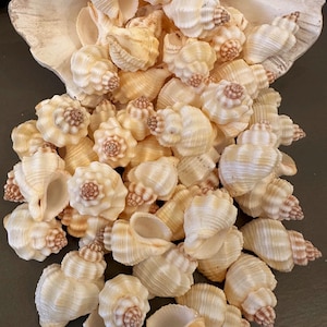 May include: A collection of small, spiral-shaped seashells in shades of cream and tan, spilling out of a large, off-white clam shell. The shells have detailed textures and patterns, perfect for coastal decor or craft projects.