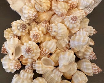 Nutmeg Cancellaria Shells Natural Cream Colors