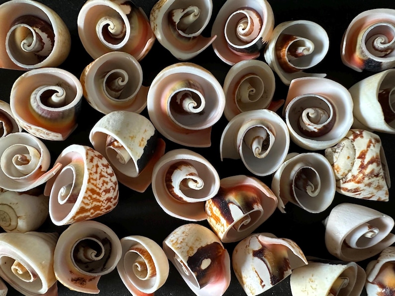 Strombo Shell Spiral Swirl Top Cut Strawberry Strombus Shells 25 Spiral Tops Craft ...