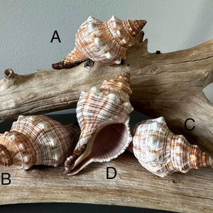 Small Striped Fox Conch Shell Beach Nautical Home Decor Coastal Display