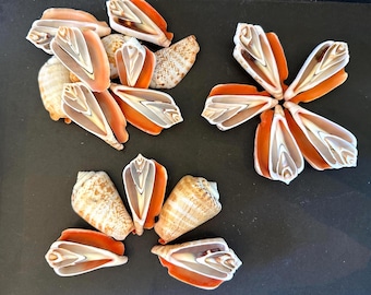20 Half Cut Strawberry Strombus Shells 2" Sliced Shells For Ornaments and Crafts