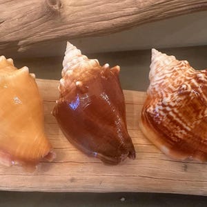 3 Unique Florida Fighting Conch Seashells Zigzag Pattern, Brown and Caramel  Rare Sanibel Island Florida Fighting Conch Seashells