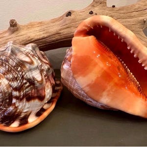 May include: Two large seashells, one with a spiraled brown and white patterned exterior and the other with a smooth, vibrant orange interior and a wide, open aperture, positioned together in front of a piece of light brown driftwood.