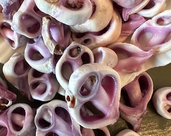 100 Center Sliced Purple Cebu Beauty Seashells Crafts, Decor, Jewelry White & Purple Seashell
