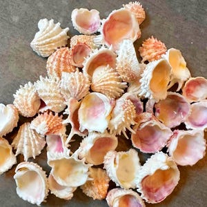 May include: A collection of various seashells in shades of white, peach, and pink. The shells have different textures and shapes, including spiral, ridged, and smooth surfaces. Some shells are open, revealing the interior colors.