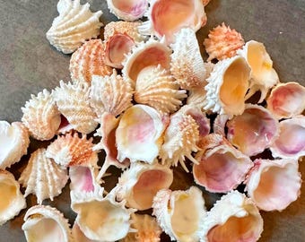 Spiny Jewel Box Seashells - Quantity Options Sanibel Island Florida Shells