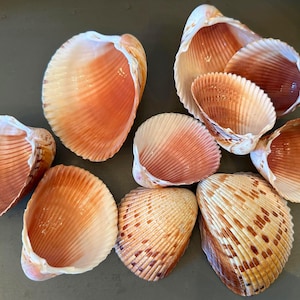 May include: A collection of various seashells, showcasing a range of colors from creamy white to deep orange and brown. The shells have textured surfaces and intricate patterns, with some displaying a ribbed interior. These natural treasures are ideal for coastal decor or craft projects.