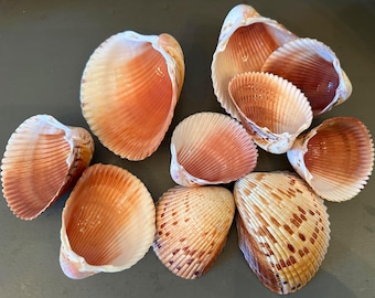 Cockles Sanibel Island Florida Giant Atlantic Clam Seashells Assorted Sizes