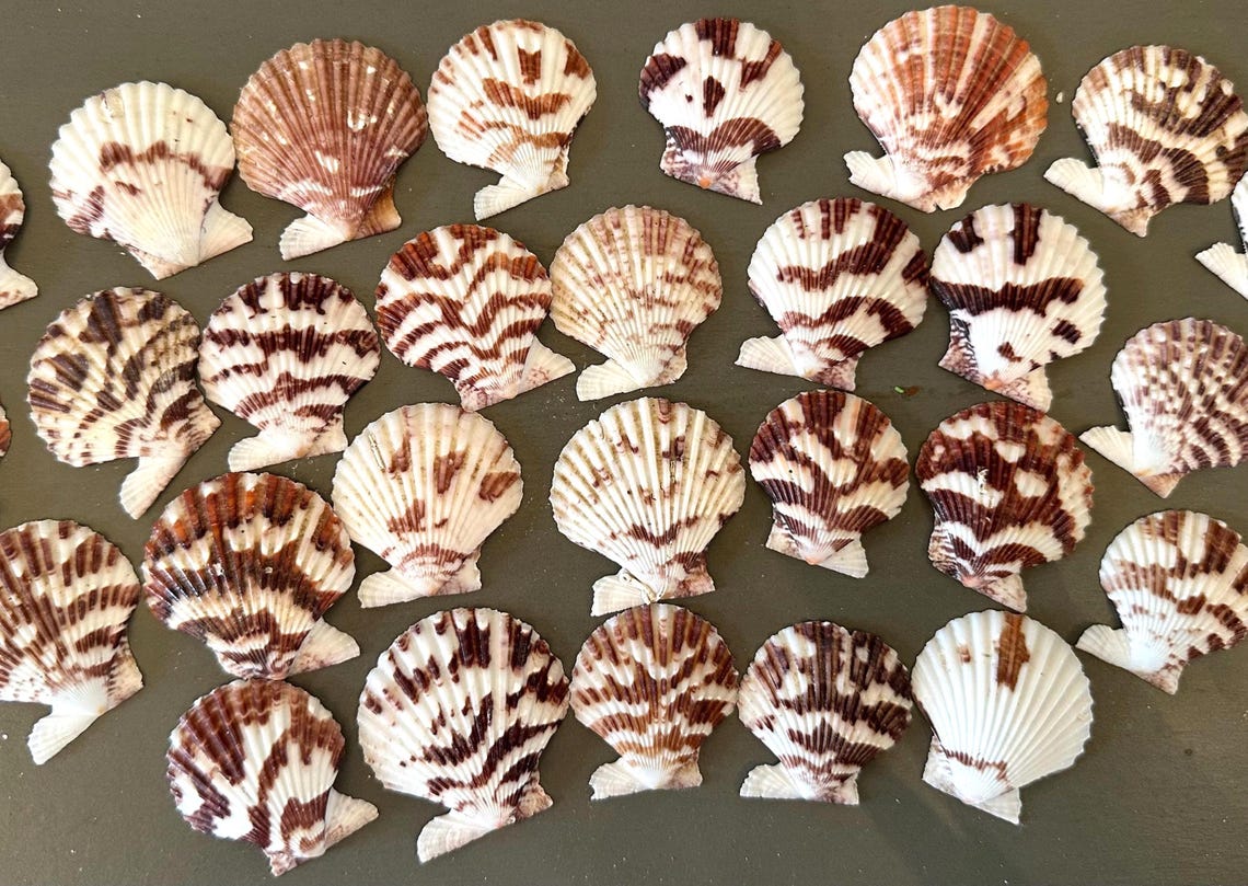 Shells With Patterns Pecten Tranquebaricus Scallop Shells Assorted Patterns Seashells - Etsy