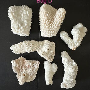May include: A collection of seven white, textured coral fragments labeled Bag D. The pieces vary in shape and size, featuring intricate, porous, and bumpy surfaces characteristic of natural coral structures arranged on a dark background.