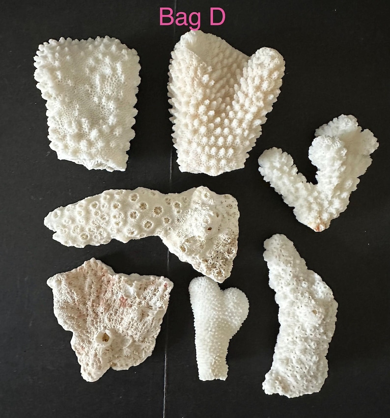 May include: A collection of seven white, textured coral fragments labeled Bag D. The pieces vary in shape and size, featuring intricate, porous, and bumpy surfaces characteristic of natural coral structures arranged on a dark background.