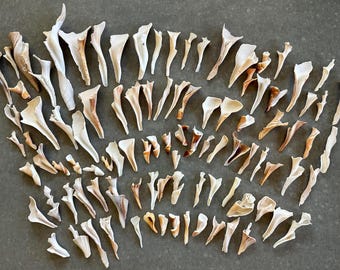 100 Twisty Shells Cores Trees Spiral Bulk Craft Shells Sanibel Island Natural Shells
