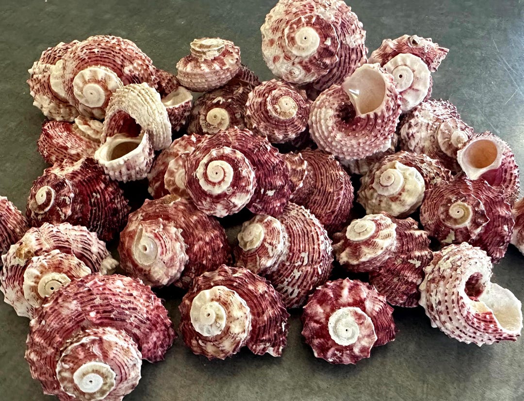 Delphinula Shell 7 Red Delphinula Shells 1